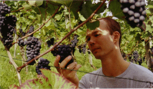 Avem struguri şi vin din belşug