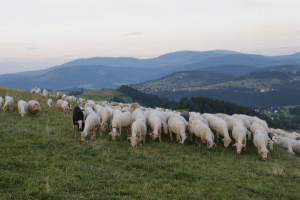 "Oaia are dorinţa de a fi înţeleasă de toţi"