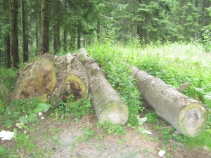 MAP: Noi reglementări privind paza pădurilor şi modalitatea de a obţine lemn de foc