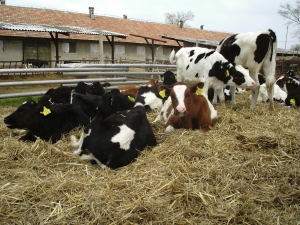 Valoarea producţiei ramurii agricole a crescut cu 2,5%, anul trecut