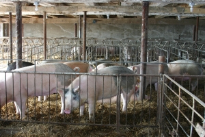 ANSVSA: A fost confirmat primul focar de pestă porcină africană în ţara noastră