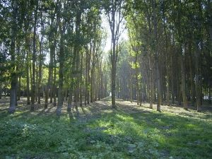 Romsilva a identificat alte aproape 4.000 de hectare de păduri virgine şi cvasivirgine