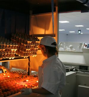 Austria a găsit insecticid în produsele din ouă