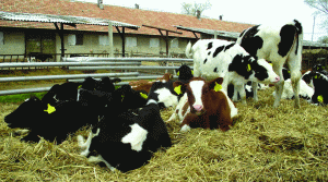 Crescătorii de bovine vor cere creşterea subvenţiei pentru abatorizare