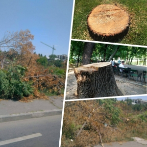 "Volumul tăierilor ilegale din fondul forestier de stat a scăzut cu 25%, în prima jumătate a anului"