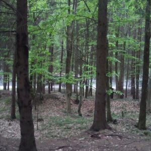 Primăria Braşov a obţinut 1,8 milioane de euro fonduri europene pentru construirea unui nou drum forestier