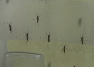 Ministerul Sănătăţii anunţă şase decese în urma infecţiei cu virusul West Nile