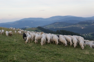 "Un număr de 32.000 de fermieri s-au înscris la ajutorul pentru comercializarea lânii"