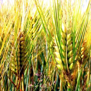FAO: Recoltele-record de cereale au dus la scăderea preţurilor alimentelor, în august