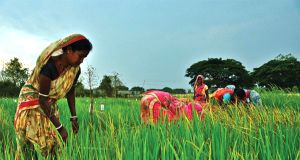 "Monsanto" vinde "Mahyco Monsanto Biotech" către "Tierra Agrotech" din India