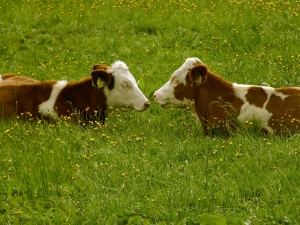 Efectivele de bovine au scăzut cu 3,3%, la 1 iunie