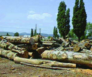 Un pădurar la 21.333 de hectare
