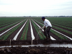 "Suprafaţa de teren agricol irigat a ajuns anul acesta la 600.000 de ha, de la 200.000 ha anul trecut"