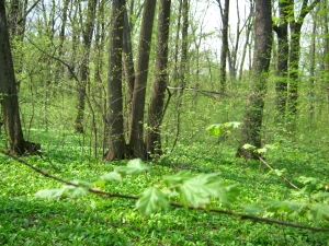 Investiţii de 1 milion de euro pentru reîmpădurirea unor terenuri forestiere cu dificultăţi de regenerare