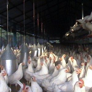 Avicola Braşov a vândut anul trecut pui de 28,5 milioane de euro