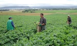 Guvernul a aprobat înfiinţarea agenţiilor de mediere între cererea şi oferta de muncă zilieră