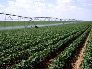 Eures România recrutează 800 de lucrători în domeniul agricol în Spania