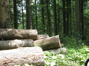 Romsilva vrea să recupereze în instanţă 400.000 de hectare de pădure 