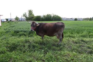 Guvernul a adoptat noi reglementări privind păşunatul animalelor domestice