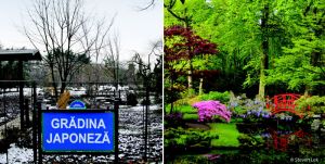 Primarul General, Gabriela Firea, a vizitat împreună cu premierul Japoniei, Shinzo Abe, Grădina Japoneză din parcul Regele Mihai (Herăstrău). Comunicatul Primăriei susţine că premierul japonez a dorit să viziteze grădina, în condiţiile în care experţii Ambasadei Japoniei la Bucureşti au acordat asistenţă tehnică de specialitate în reamenajarea acestei locaţii.Interesant este că premierul japonez a vizitat Grădina japoneză exact în etapa programată să se întâlnească cu Mihai Tudose, care, între timp, demisionase de la Palatul Victoria, astfel că România nu i-a mai putut alinia vizitatorului un omolog.În fotografia din stânga, Grădina Japoneză de la Bucureşti, în luna ianuarie, este destul de tristă şi îngheţată (faţă de o grădină japoneză din altă ţară - foto dreapta), dar ceea ce nu se vede este că-i închisă cu lacăt şi a fost deschisă special pentru înaltul oaspete.În gândirea tradiţională din Ţara Soarelui Răsare, grădina este sufletul grădinarului, în timp ce în folclorul românesc, ea este implicată în exclamaţia "Mare ţi-e Grădina Ta, Doamne!" - vizita premierului nipon a prilejuit implicit acest schimb de înţelepciune.