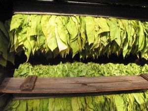 MADR: Suprafaţa din ţara noastră cultivată cu tutun a scăzut