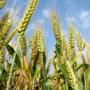 Reuters: Un război comercial global - veste bună pentru exportatorii de cereale din bazinul Mării Negre