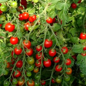 Legume din apă, seră hidroponică de 700.000 de euro