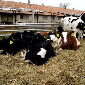AFIR: Submăsurile de finanţare pentru tinerii fermieri şi fermele mici, lansate în august