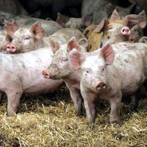Refacerea efectivelor de porcine, prioritate pentru ministerul Agriculturii