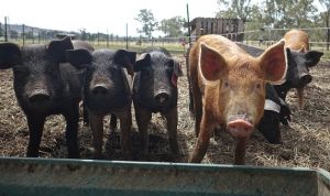 ANSVSA: "Avem 980 de focare de pestă porcină"