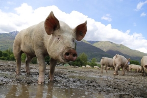 Plan de măsuri pentru combaterea pestei porcine, aprobat