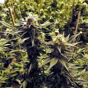 Marijuana a devenit medicament şi în Thailanda