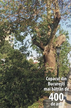 Uşor cu suta pe scările istoriei