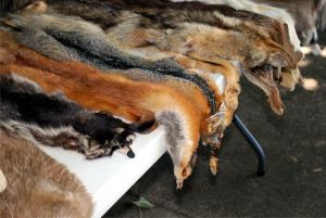 O casă de modă renunţă la produse din piele şi blană de la animale exotice