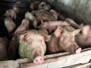 Pesta porcină africană, confirmată în alte două ferme