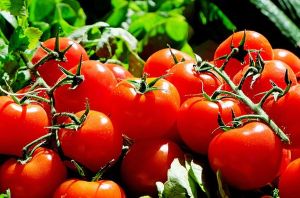 Programul de sprijin pentru tomatele româneşti continuă şi în 2019