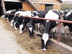 Ajutor de stat de peste 72 de milioane de lei în sectorul creşterii animalelor în 2019