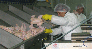 Deşi carnea de pasăre nu se ieftineşte, consumul va creşte şi în acest an