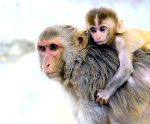 Maimuţe modificate genetic cu copii de gene umane