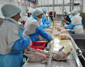 "Piaţa cărnii de pasăre din România se confruntă cu supraproducţie"