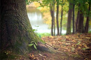 Ţările membre G7, eforturi pentru apărarea biodiversităţii