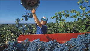 Workshop-ul \\\"Gustul Italiei\\\" va include o sesiune de degustare profesionala de vinuri sustinuta de unul din cei mai apreciati sommelieri italieni,Alessandro Mugnaioli-reprezentantul Enoteca Italiana di Siena