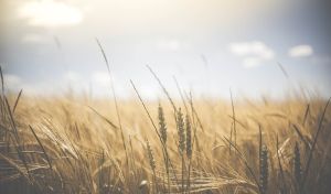 Exporturile de cereale ale României au crescut 