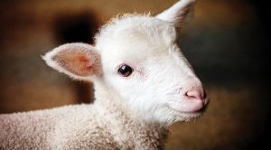 România a exportat aproape 1,1 milioane de animale vii