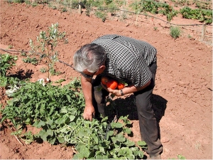 Ţara noastră, pe primul loc la ponderea populaţiei ocupate în agricultură