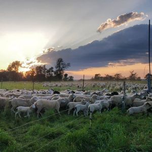 Guvernul a dublat ajutorul de minimis acordat crescătorilor de ovine 