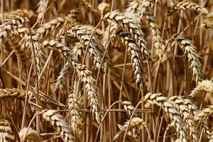 Valoarea producţiei ramurii agricole, creştere de 7,2% 