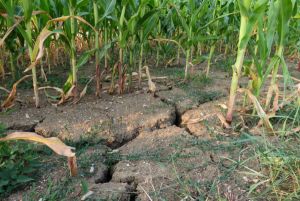 Fermierii europeni, faţă în faţă cu încălzirea globală