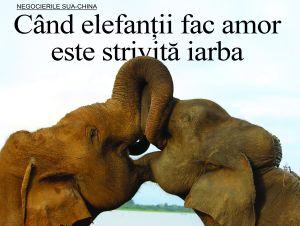 Când elefanţii fac amor este strivită iarba
