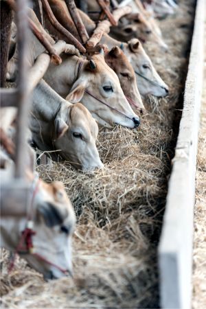 Încălzirea globală, combătută cu schimbarea obiceiurilor alimentare